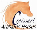 Arabians Horse Breeding